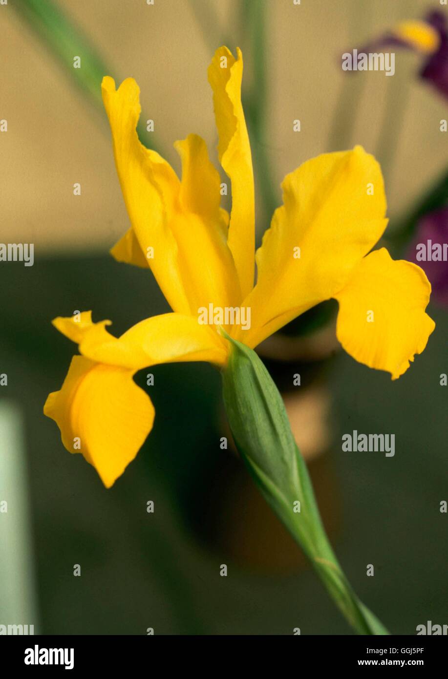 Iris - 'Golden Harvest" (Olandese) BUL098690 Foto Stock