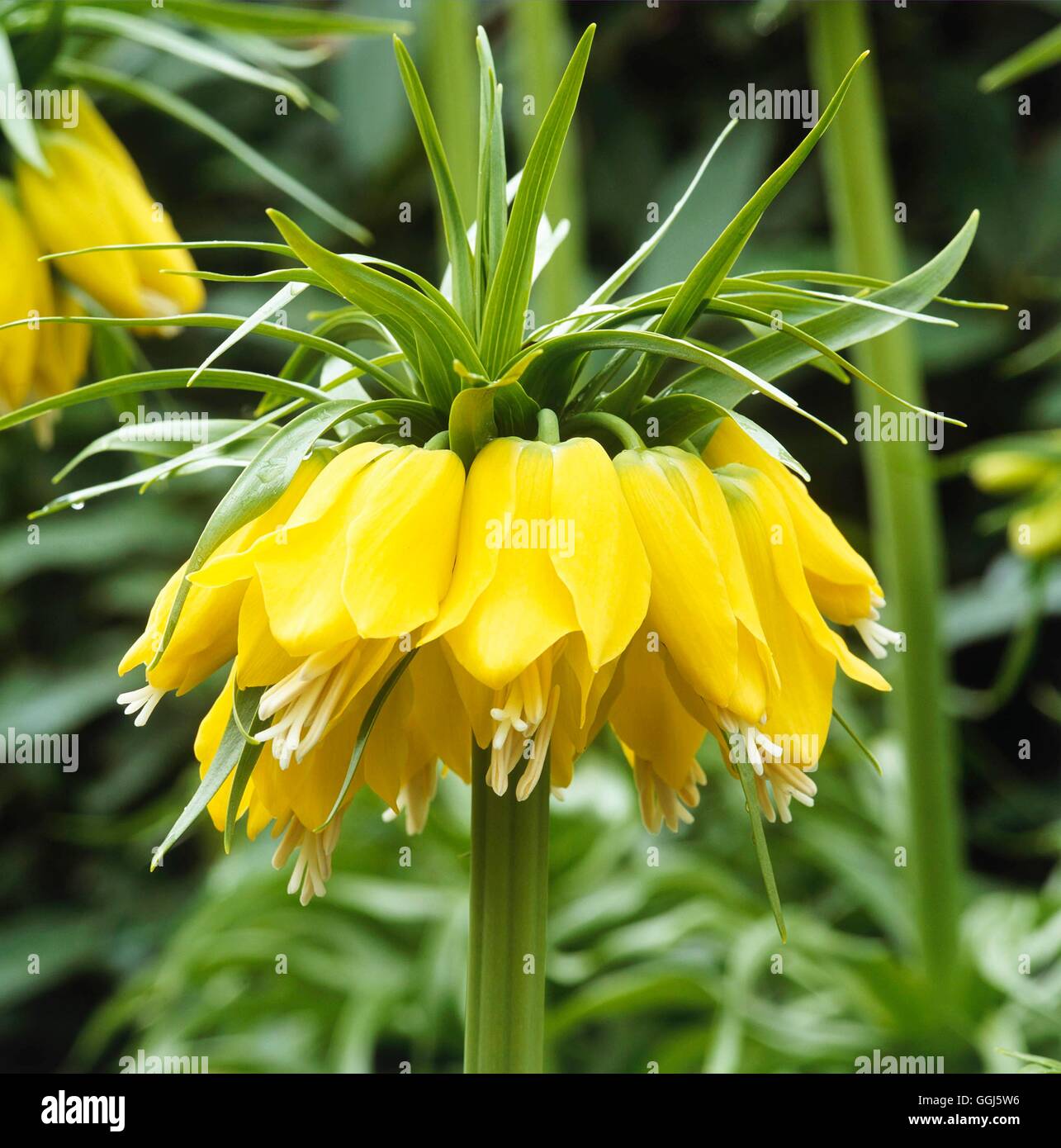 Fritillaria imperialis - 'Maxima Lutea' AGM BUL107527 Foto Stock