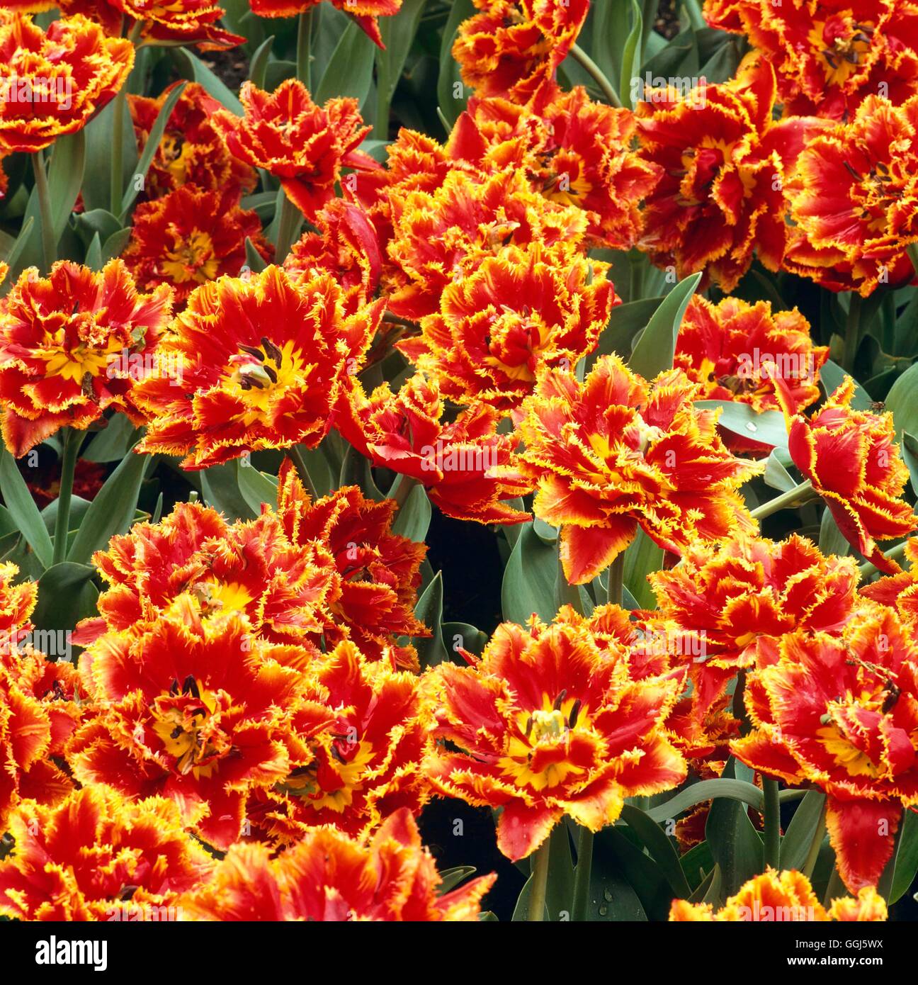 Tulipa - 'orlata bellezza' AGM BUL107991 Foto Stock