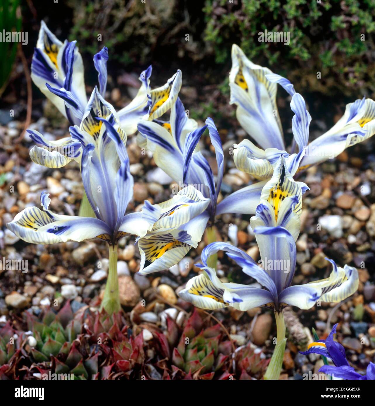 Iris - "Katherine Hodgkin' AGM- (Reticulata) BUL109931 Foto Stock