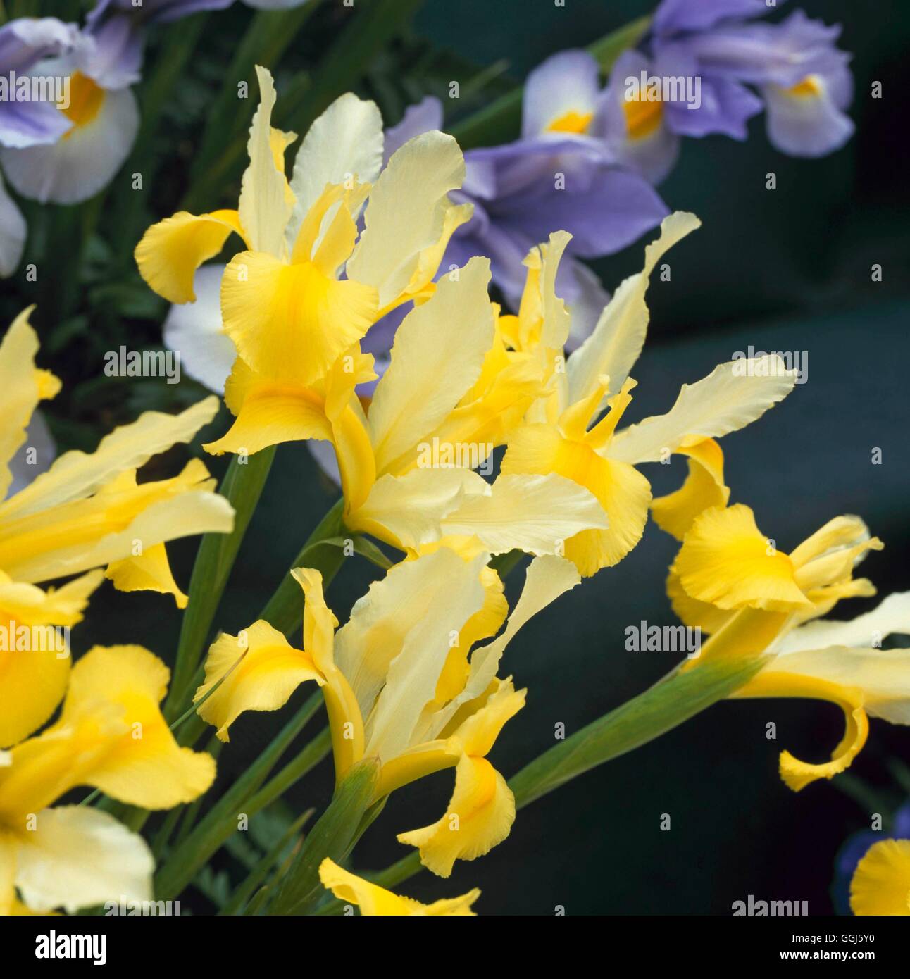 Iris xiphium- 'Golden bellezza' BUL110217 Foto Stock