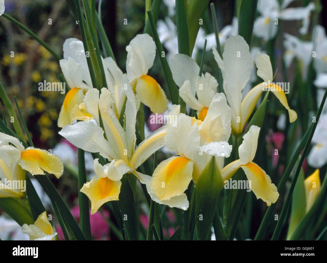 Iris - "Crema bellezza'- - (Olandese) BUL112044 Foto Stock