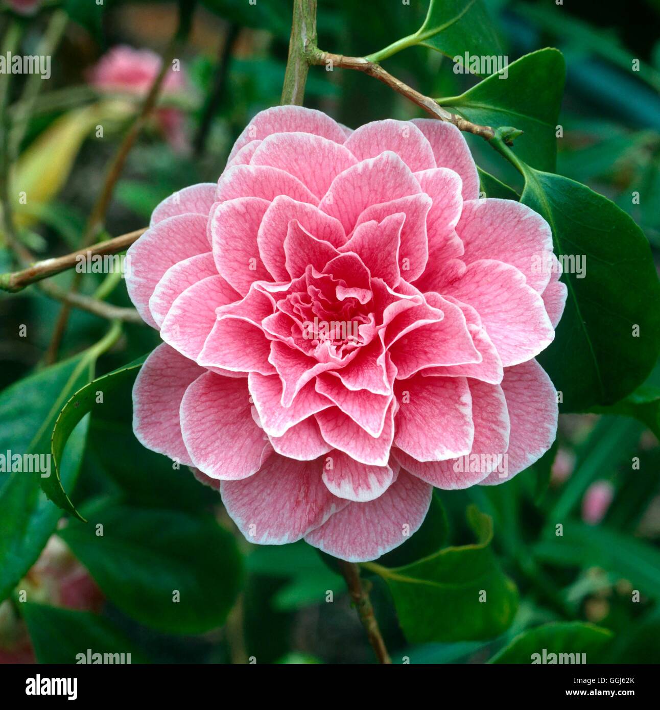 Camellia japonica - "Augusto Leal de Gouveia Pinto'048841 A CAMMA Foto Stock