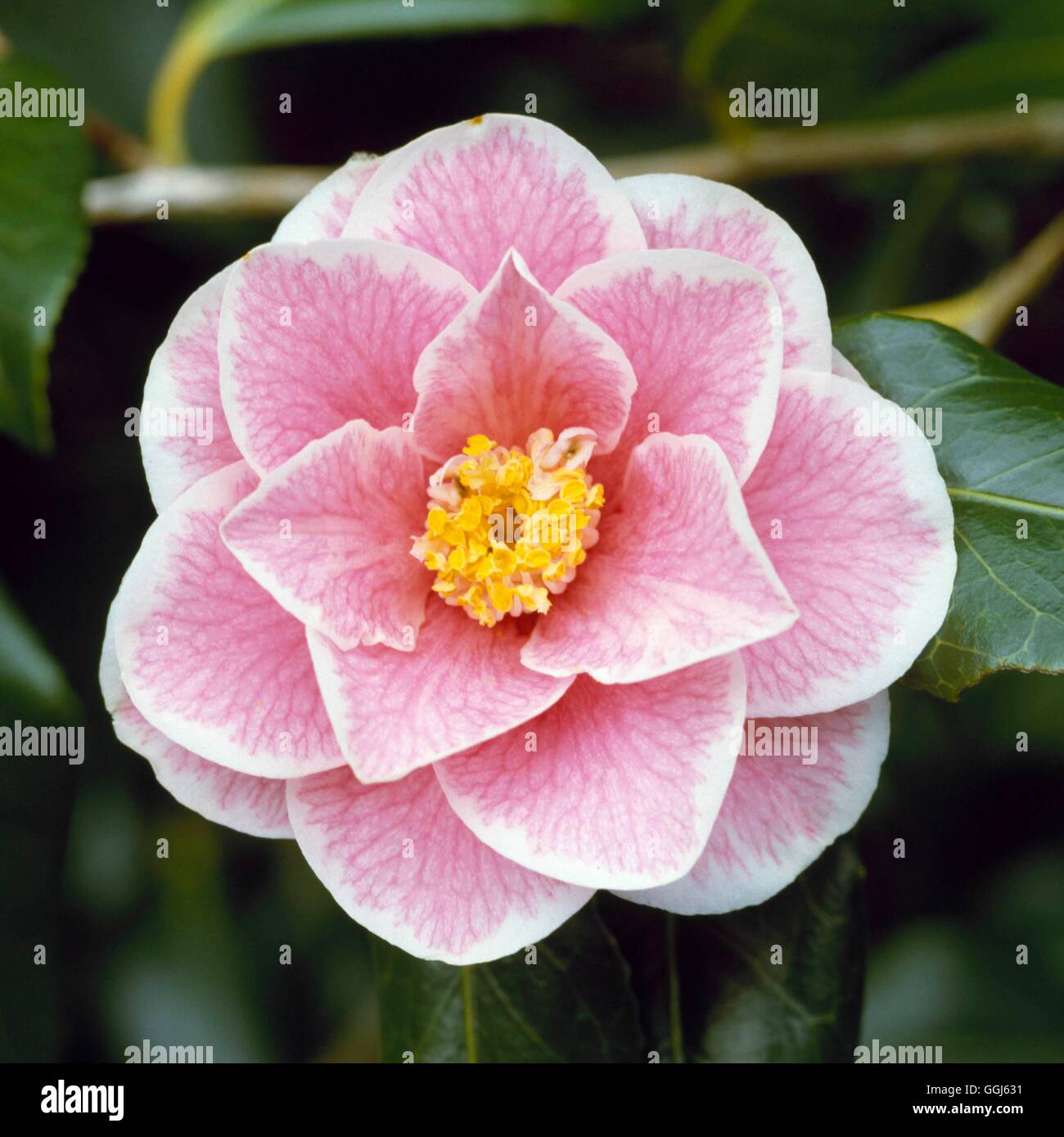 Camellia japonica - "Yours Truly'061073 A CAMMA Foto Stock