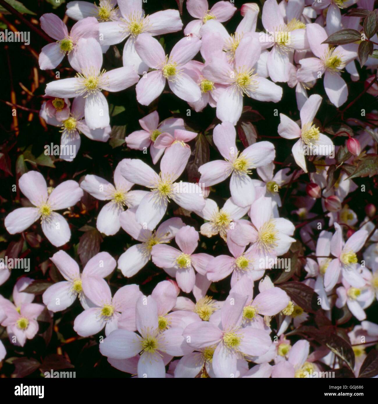 La clematide montana - var. rubens CLE025120 Foto Stock