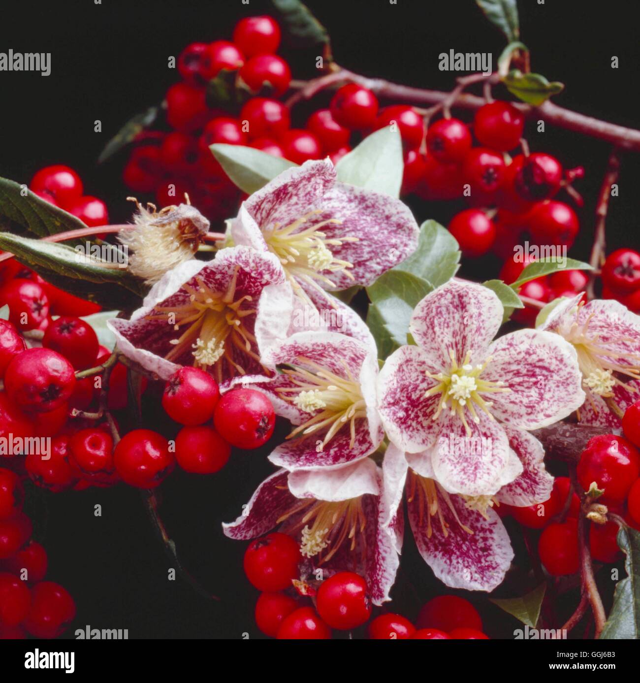 Clematis cirrhosa - 'lentiggini' AGM- con Cotoneaster frigidus 'Cornuba' bacche AGM CLE073226 Foto Stock