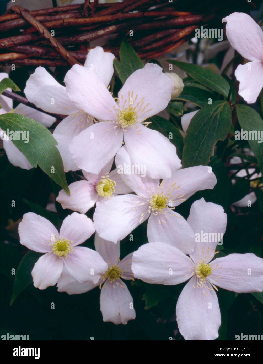 La clematide montana - var. rubens 'Rosa perfezione' CLE083717 Foto Stock