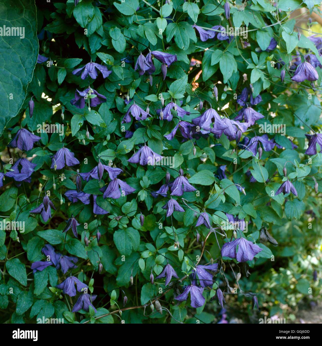 Clematis viticella CLE087979 Foto Stock