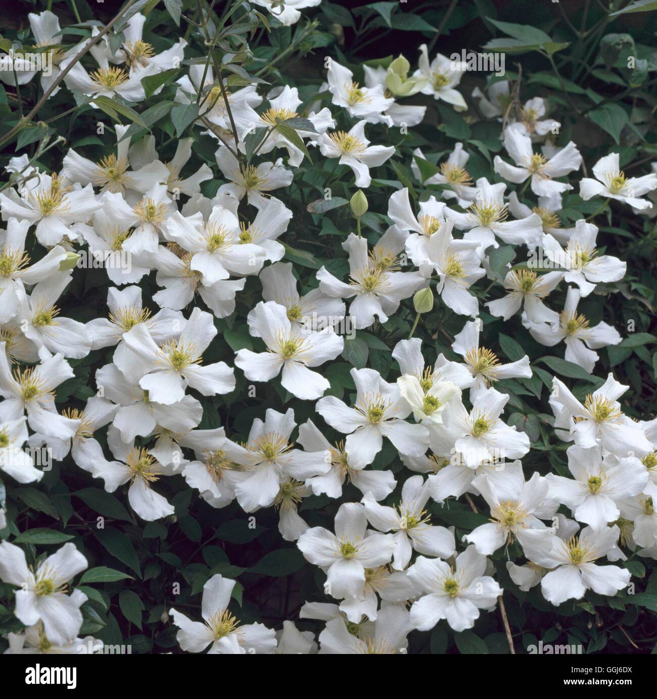 La clematide montana - f. grandiflora AGM CLE088717 Foto Stock