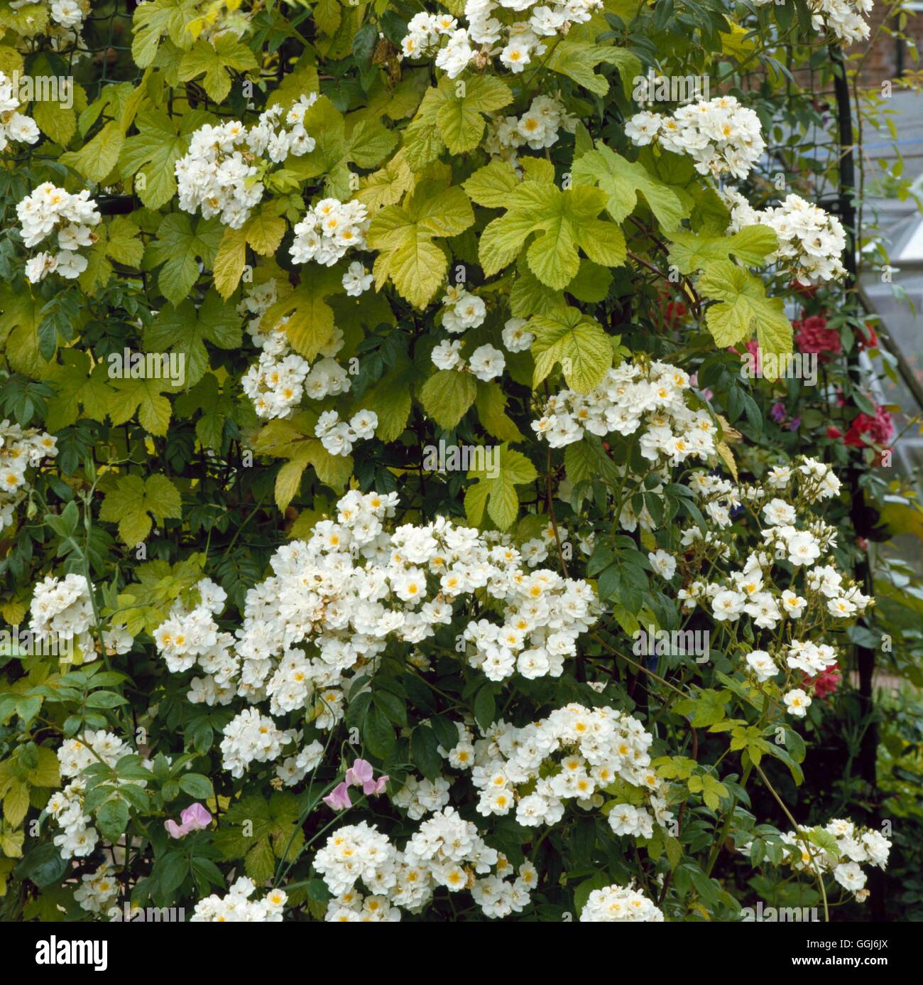Giardino d'arrampicata - con Rosa "Rambling Rector' e fogliame del golden hop (Humulus lupulus 'Aureus') CLG036083 Co Foto Stock