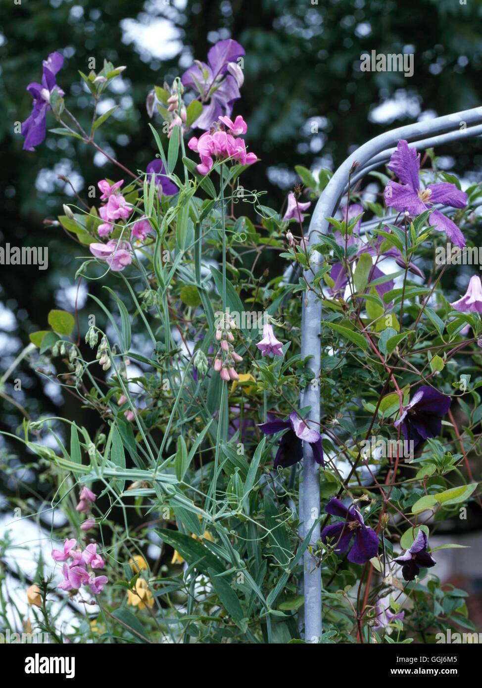 Giardini di arrampicata - con la clematide 'Jackmanii Superba' C. "Betty Corning " C. Golden Tiara' e perenne di piselli dolci (si prega di cr Foto Stock