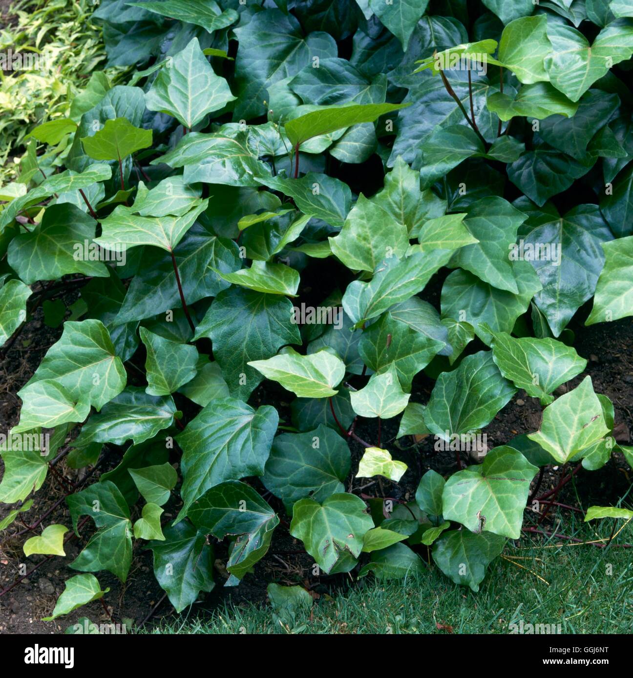 Hedera hibernica AGM - Atlantic Ivy CLS005521 Foto Stock