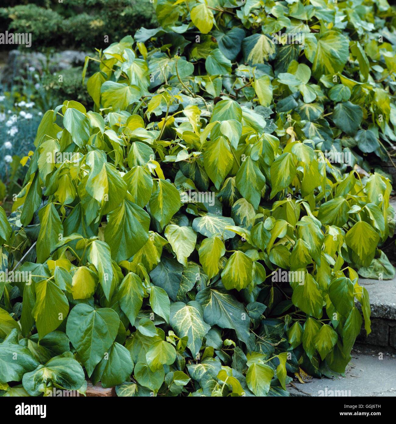 Hedera colchica - 'Sulphur cuore' AGM (Syn H.C. "Paddy's Pride') CLS023380 Horticultura foto Foto Stock