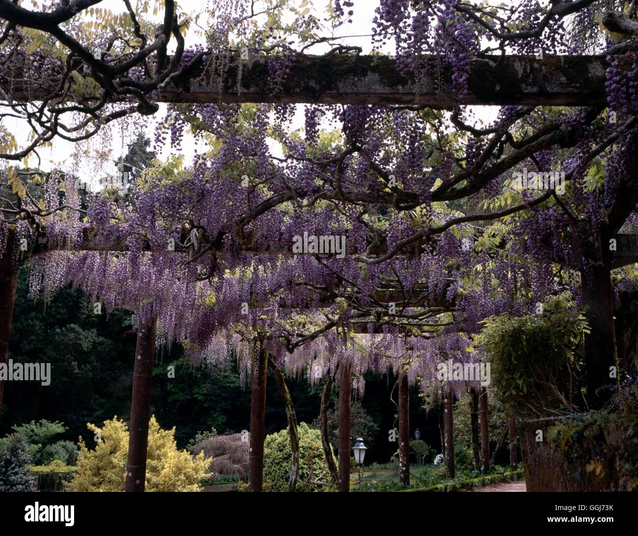 Il Glicine x formosa - 'Yae-kokuryu' in background Wisteria floribunda 'Rosea' AGM CLS106539 Pho Foto Stock