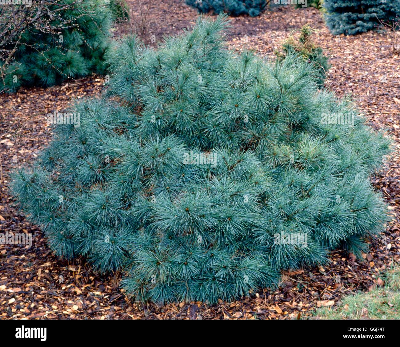 Pinus strobus - "Nana' CON013576 Foto Stock