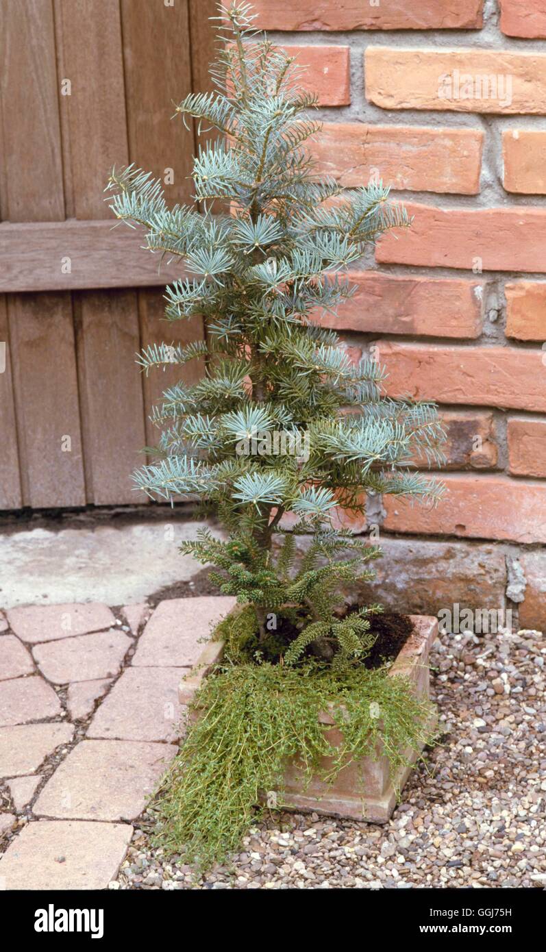 Abies concolor - 'Archer's Dwarf" CON016066 Foto Stock