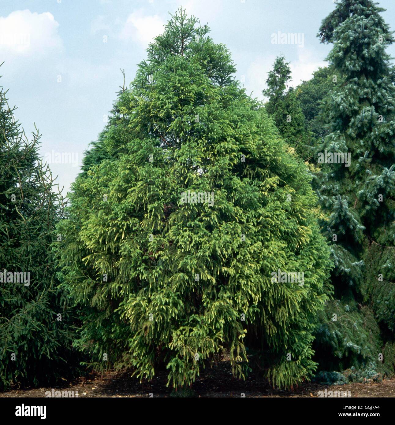 Cryptomeria japonica - var. sinensis CON055686 Foto Stock