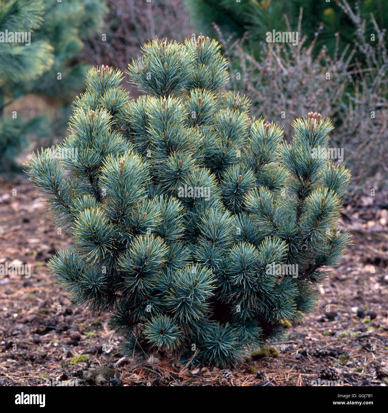 Pinus pumila - 'Globo' CON055972 Foto Stock