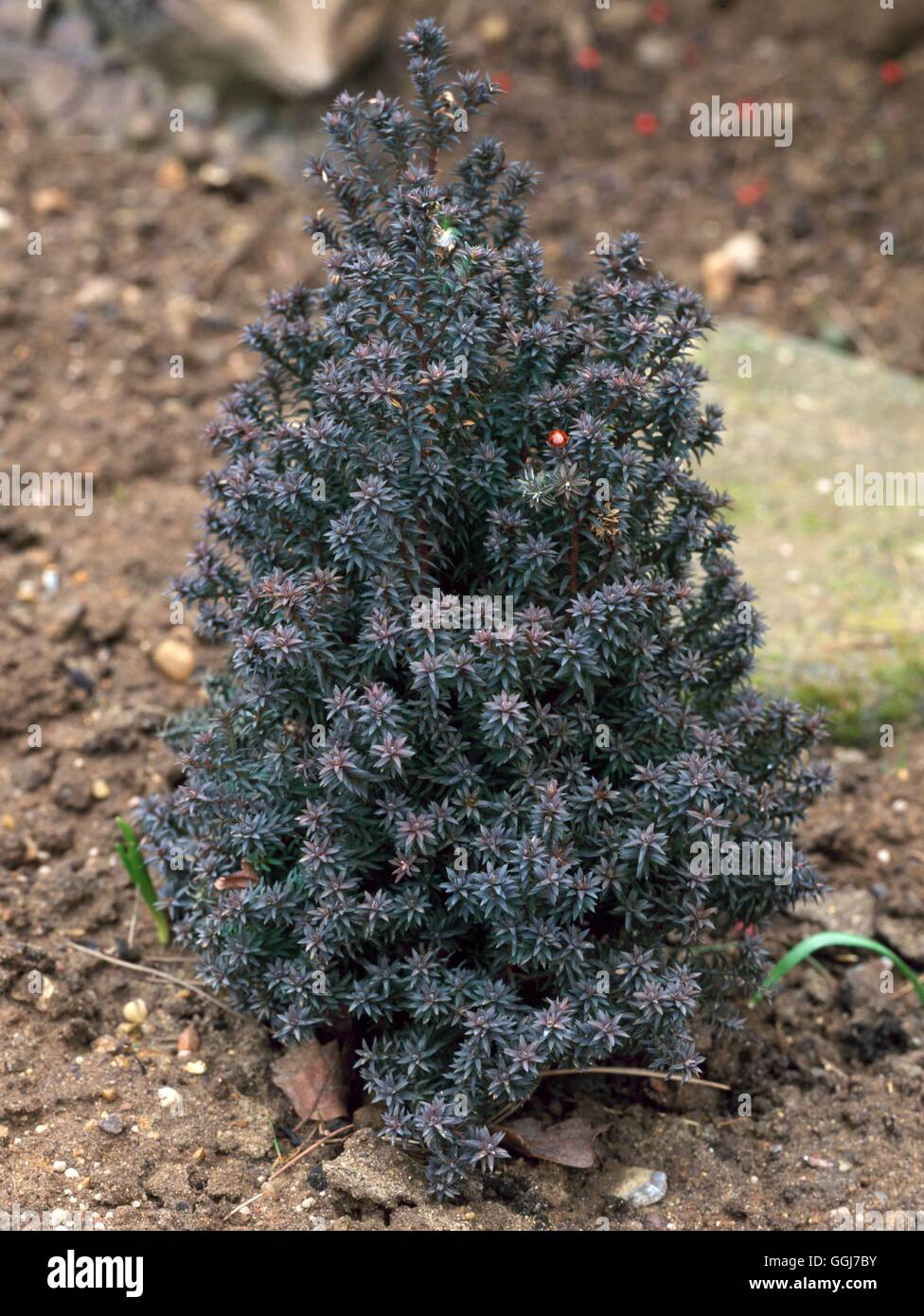 Chamaecyparis thyoides - 'Rubicone' CON066145 Foto Stock