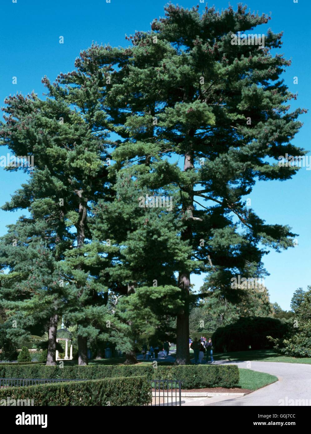 Pinus strobus CON091528 Foto Stock
