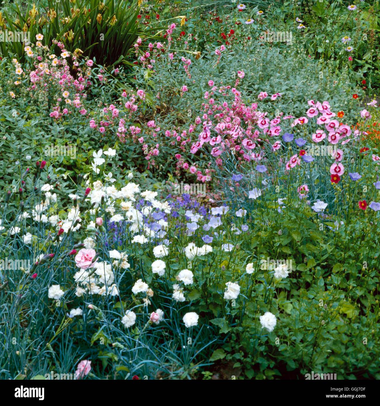 Garden Cottage - con Dianthus Campanula e Helianthemum COT031666 /Phot Foto Stock