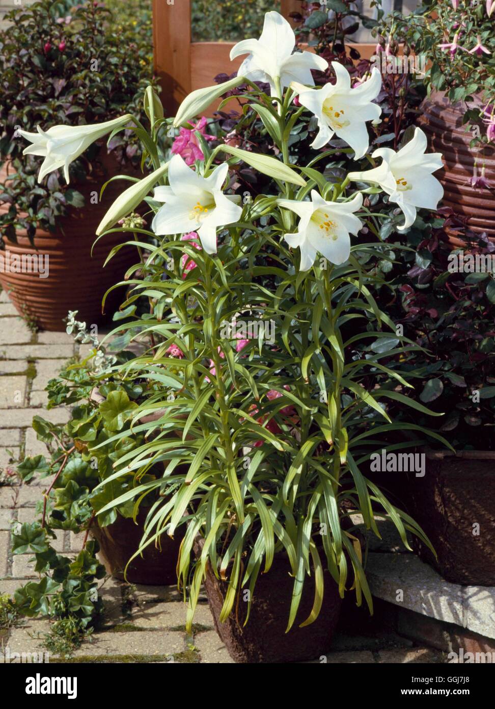 Contenitori - Lampadine - Estate - piantate con Lilium longiflorum AGM CTR024197 Horticultur foto Foto Stock