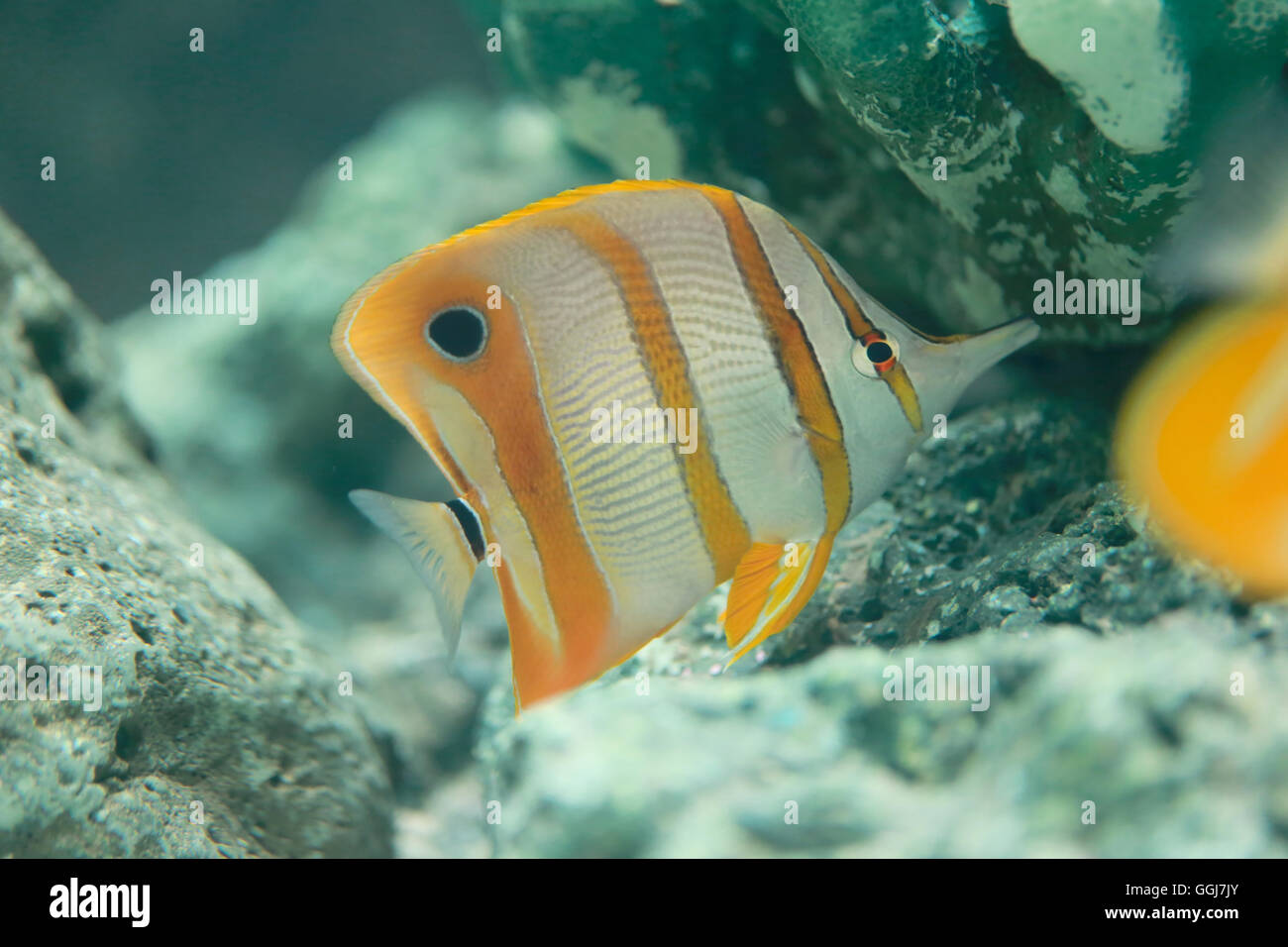 Fasce di rame pesci farfalla in mare. Foto Stock