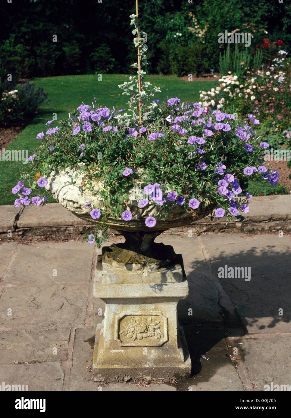 Contenitore - Piante perenni - piantate con Convolvulus sabatius AGM CTR041042 / Foto Stock