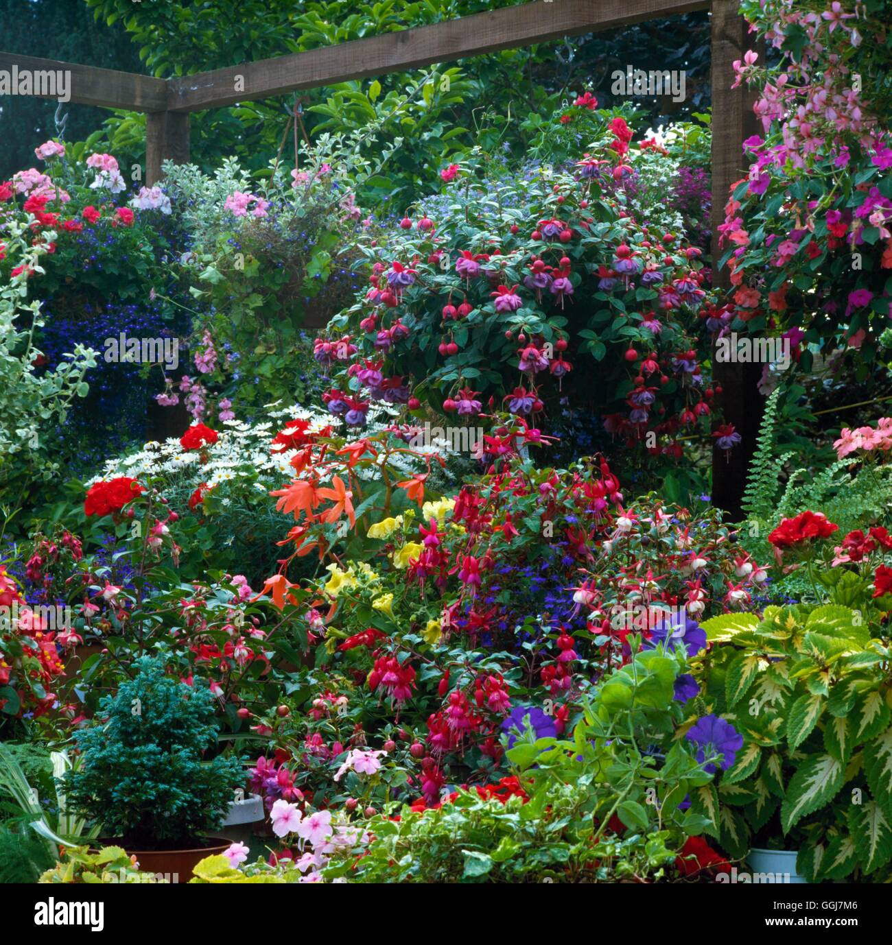 Contenitori - Annuari - con cestelli appesi sul telaio circostante CTR051547 Horticul foto Foto Stock