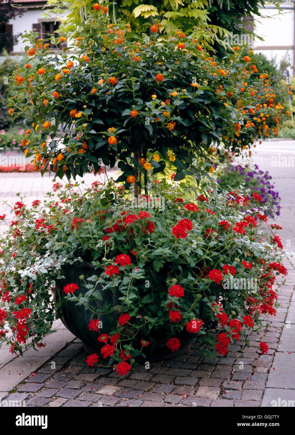 Contenitore - arbusti - con uno standard di Lantana underplanted con Verbena e di elicriso. CTR078157 credito obbligatoria Foto Stock