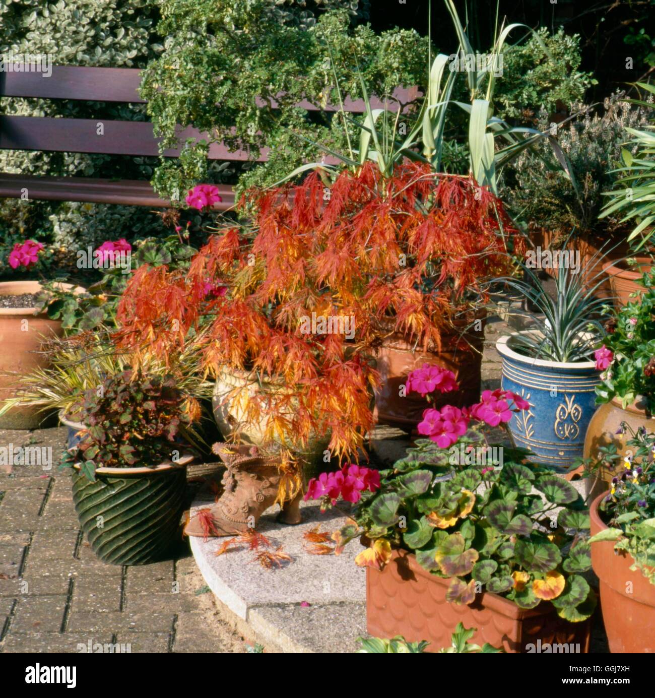 Contenitore - arbusto - Acer palmatum var. dissectum AGM a colore di autunno CTR086723 Horticu foto Foto Stock