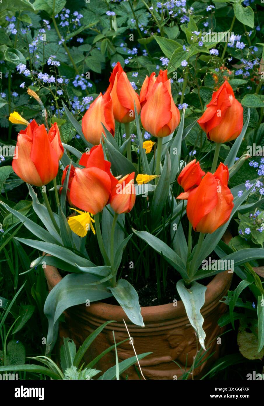 Contenitore - Lampadine - piantate con Tulipa vvedenskyi 'Tangerine bellezza' CTR089450 Horticu foto Foto Stock