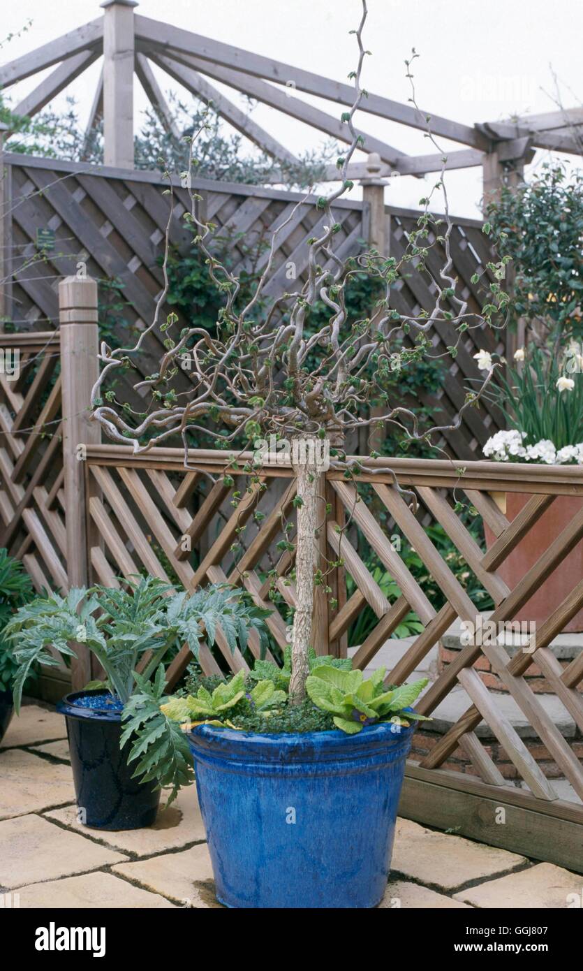Contenitore - arbusto - con Corylus avellana "Contorta' innestato da uno standard si prega di credito: Foto Hort/Webbs di Wychbold Ref: Foto Stock