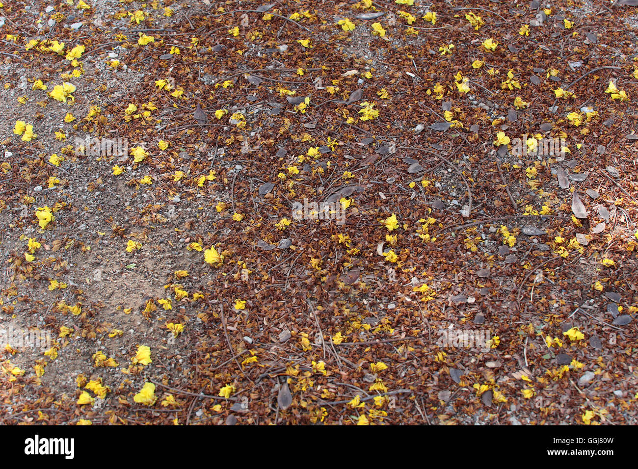 Foglie di autunno sul prato e hanno la luce del sole da sole di mattina per sfondo naturale. Foto Stock