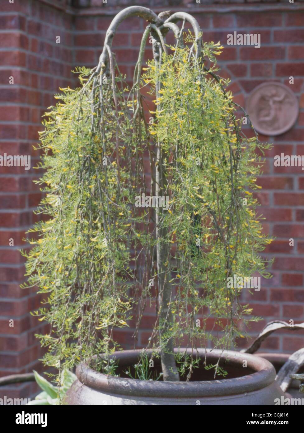 Contenitore - arbusti - piantate con Caragana arborescens " Walker' CTR105706 Foto Stock