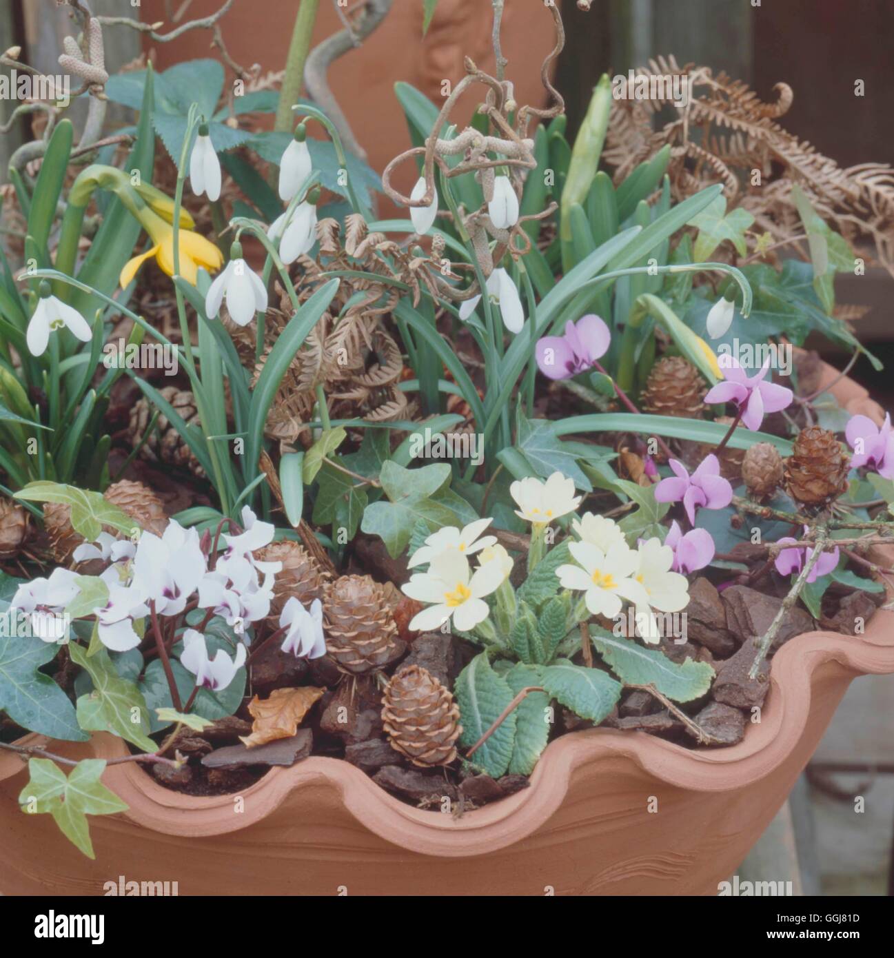 Contenitore - Lampadine - piantate con Ciclamino coum AGM Galanthus Hedera Primula e Narciso. CTR107490 obbligatorio Foto Stock