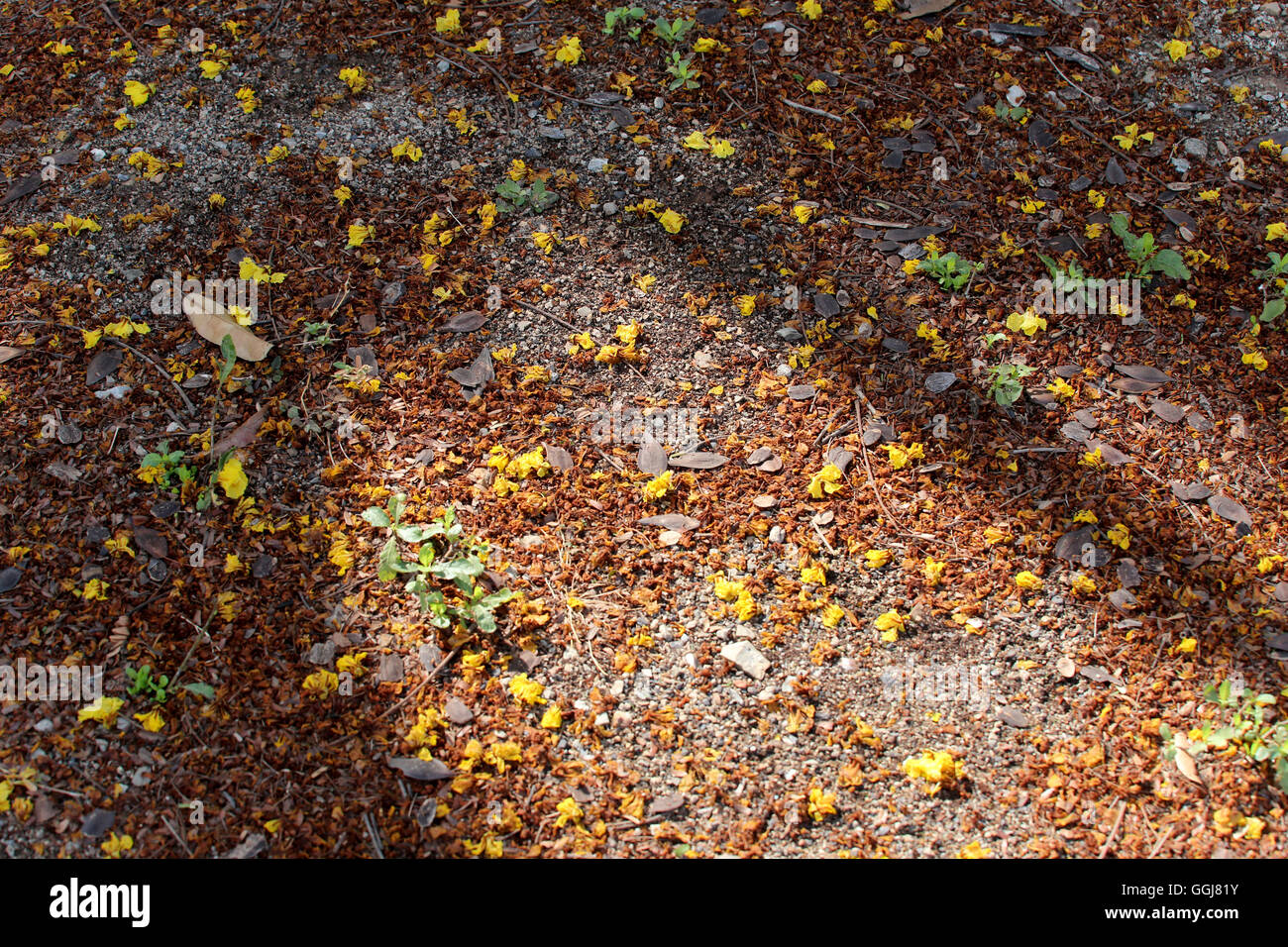 Foglie di autunno sul prato e hanno la luce del sole da sole di mattina per sfondo naturale. Foto Stock