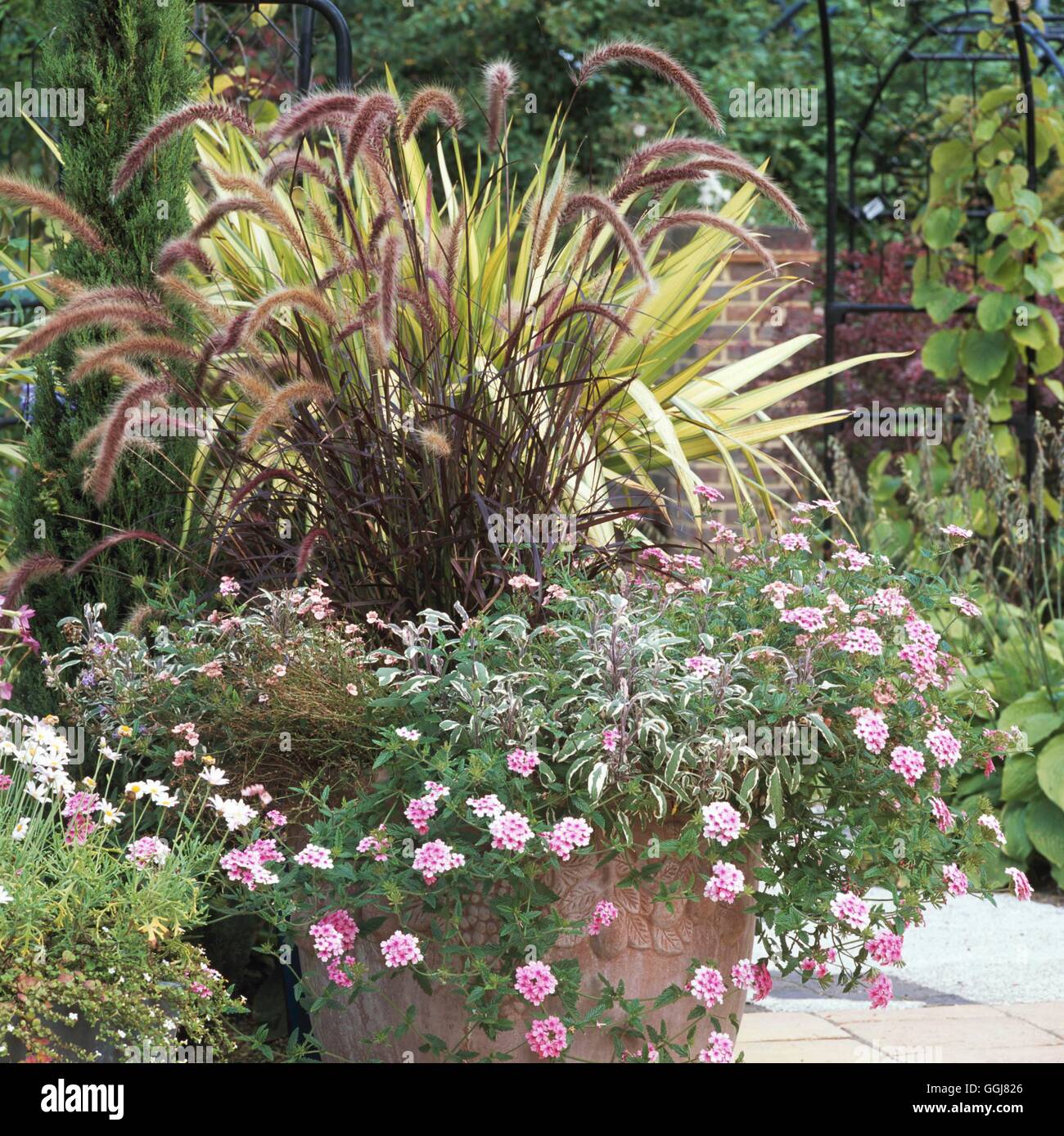 Contenitore - Erbe - Pennisetum Salvia e verbena. CTR108764 /Photosho Foto Stock