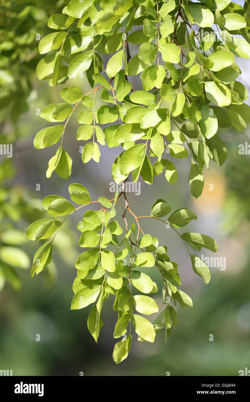 Rami e foglie verdi di alberi in foreste tropicali per la natura dello sfondo. Foto Stock