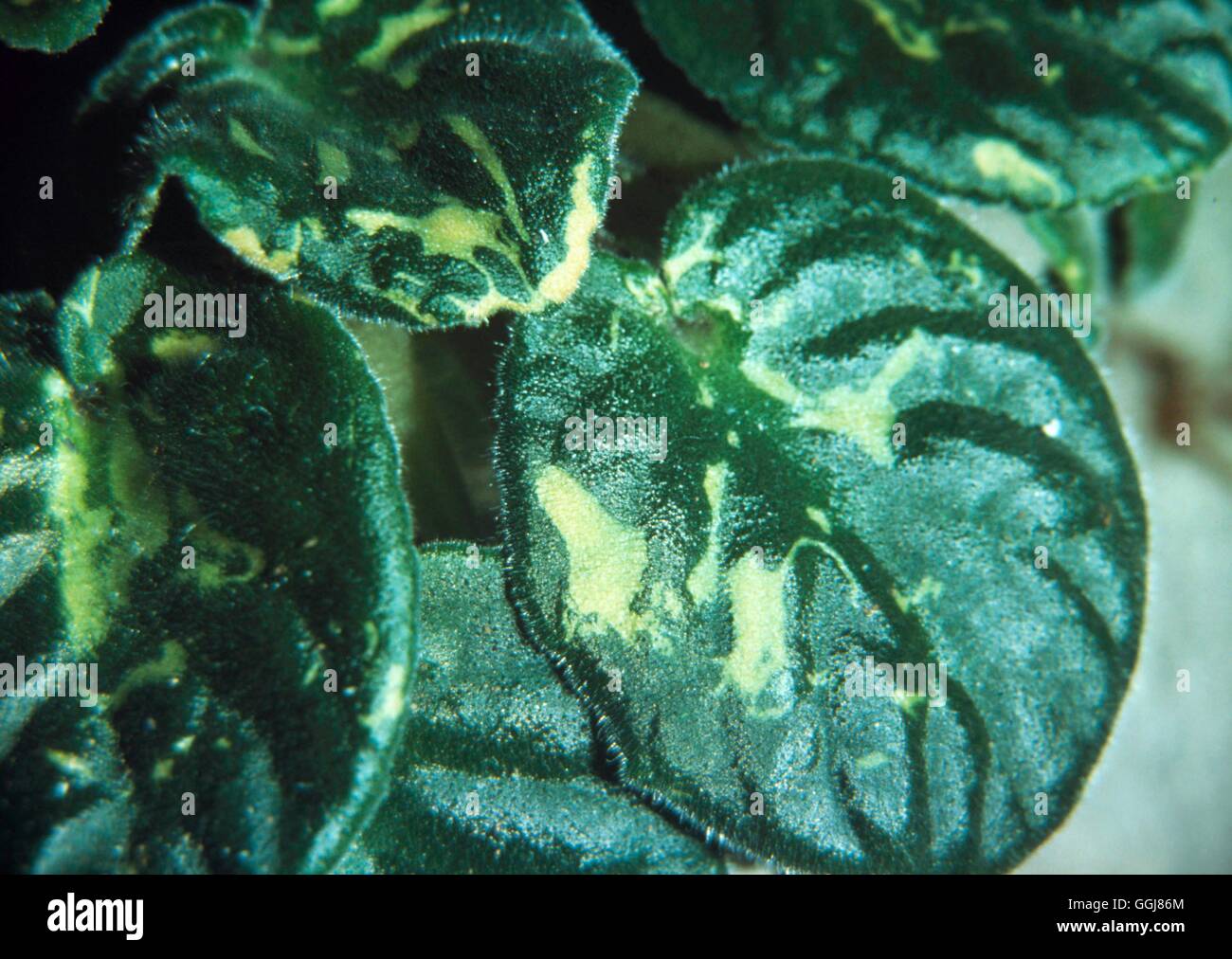 Virus - leaf mottle su Saintpaulia (fotografo: BT) DIS032337 /Photoshot Foto Stock