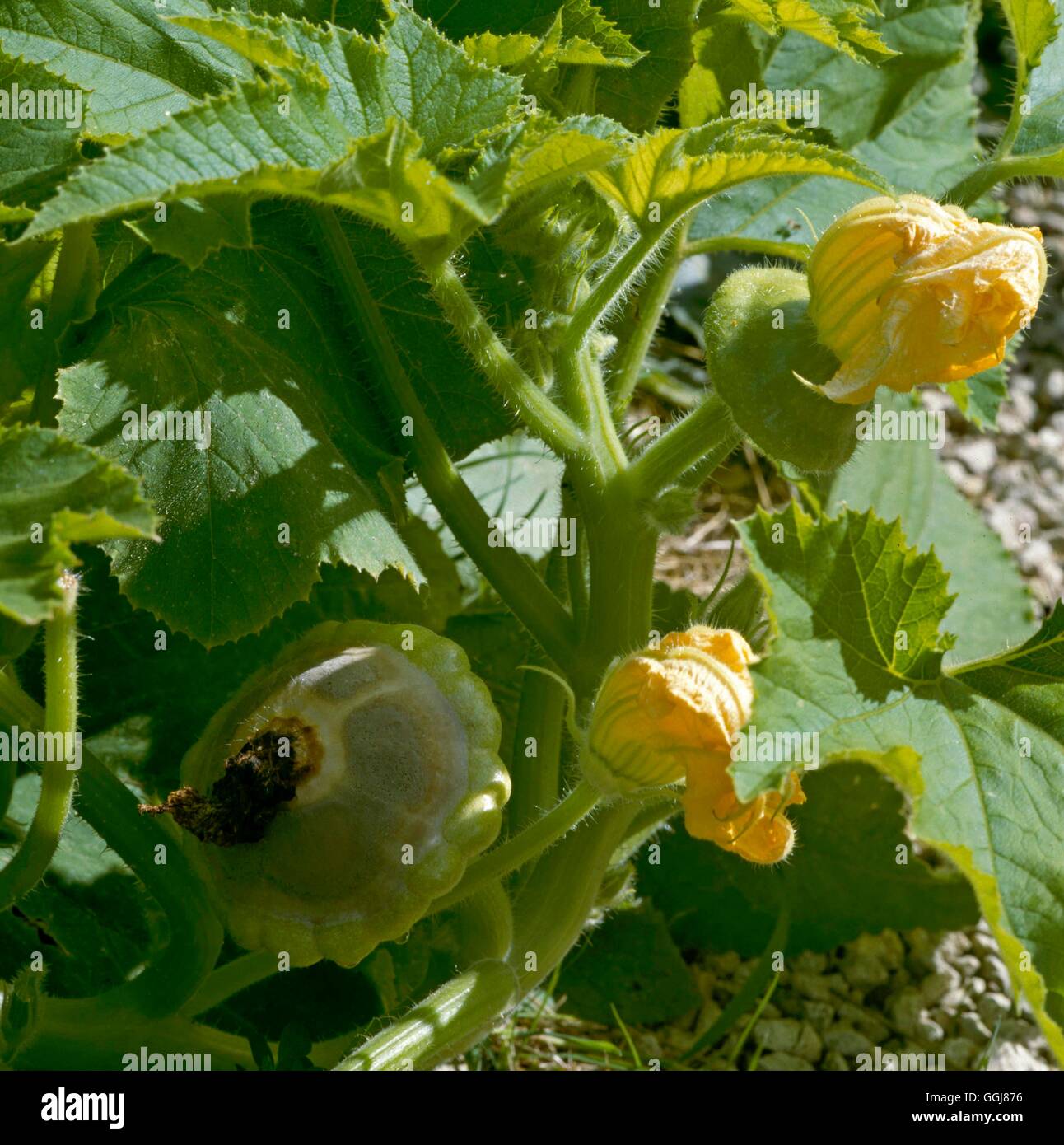 Rot - Blossom End Rot sulla crema pasticcera midollo. DIS046703 Foto Stock