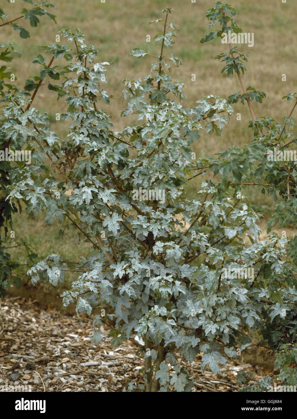 Muffa - sul campo - Acero (Acer campestre) (HDRA - organico) DIS064097 /Pho Foto Stock
