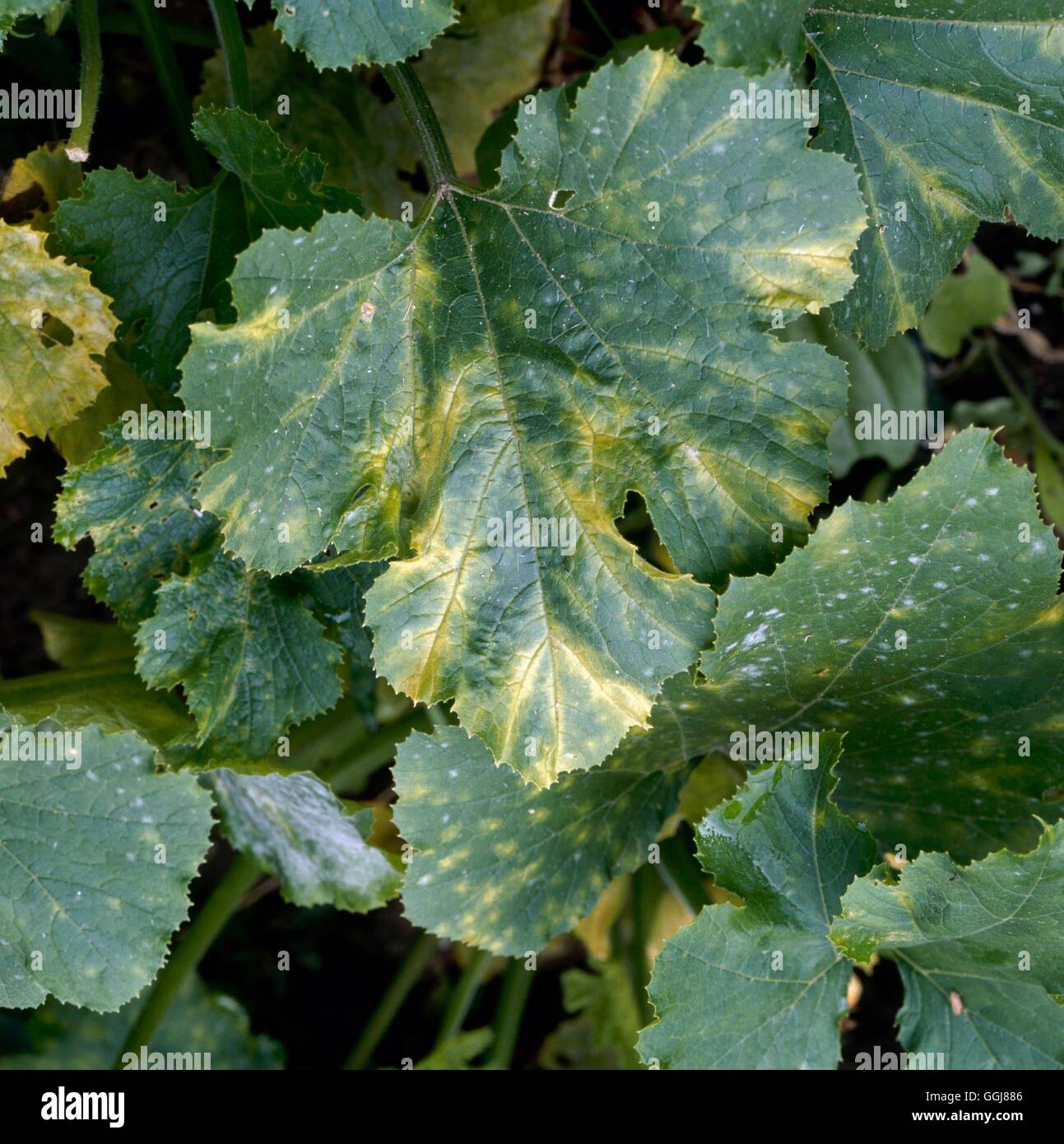 Virus - cetriolo mosaici di virus su varietà "Bush Champion" DIS064407 /foto Foto Stock
