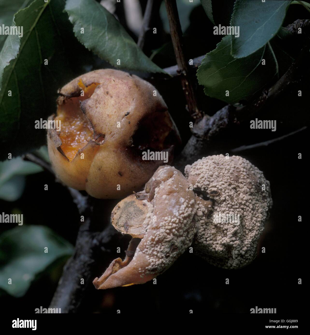 Marciume bruno per le albicocche (Sclerotinia fructigena) Data: 4.07.08 DIS067302 Foto di Orticoltura/Pho Foto Stock