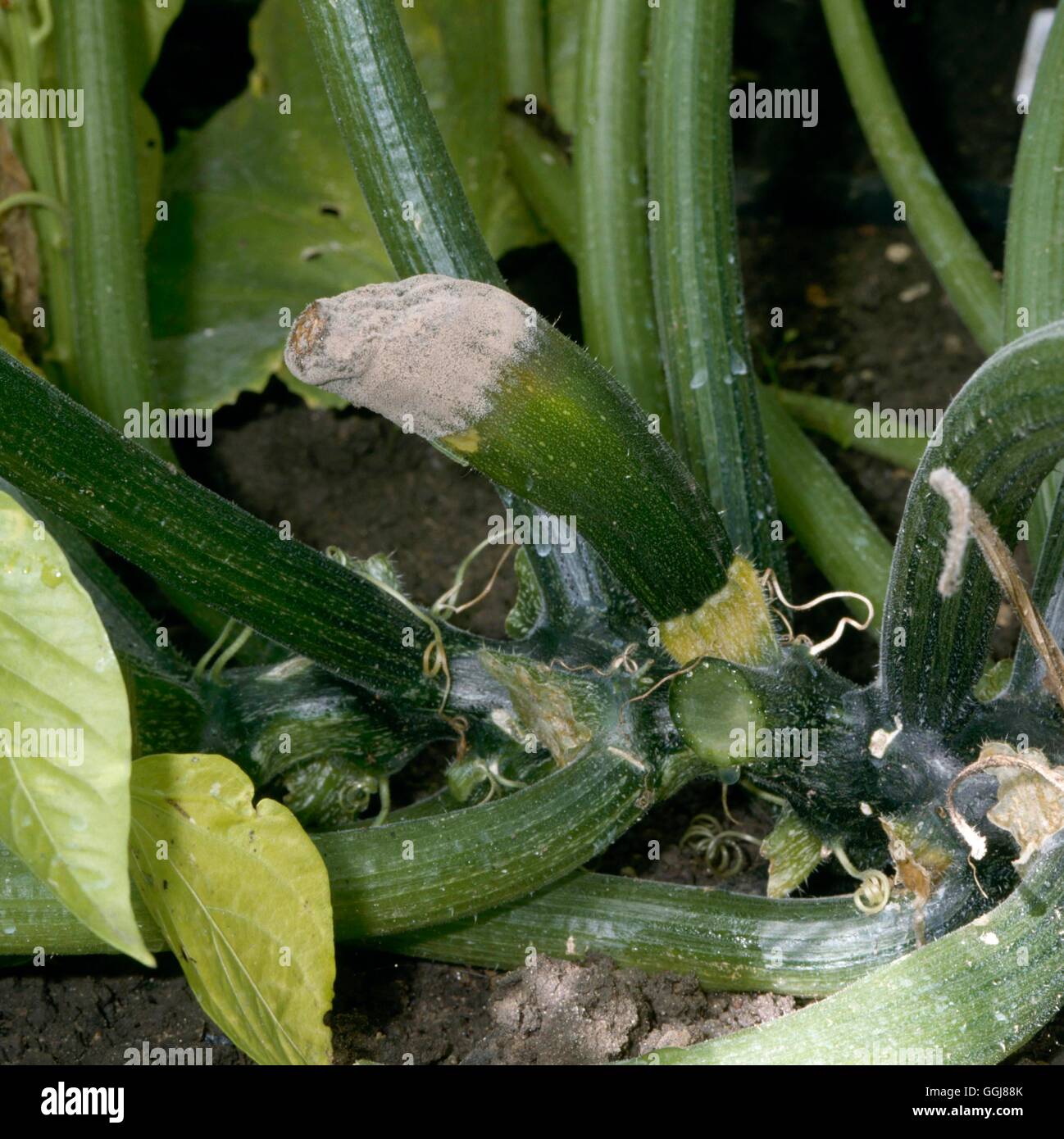 Stampo - muffa grigia (Botrytis) sulla zucchina DIS077843 Foto stock - Alamy