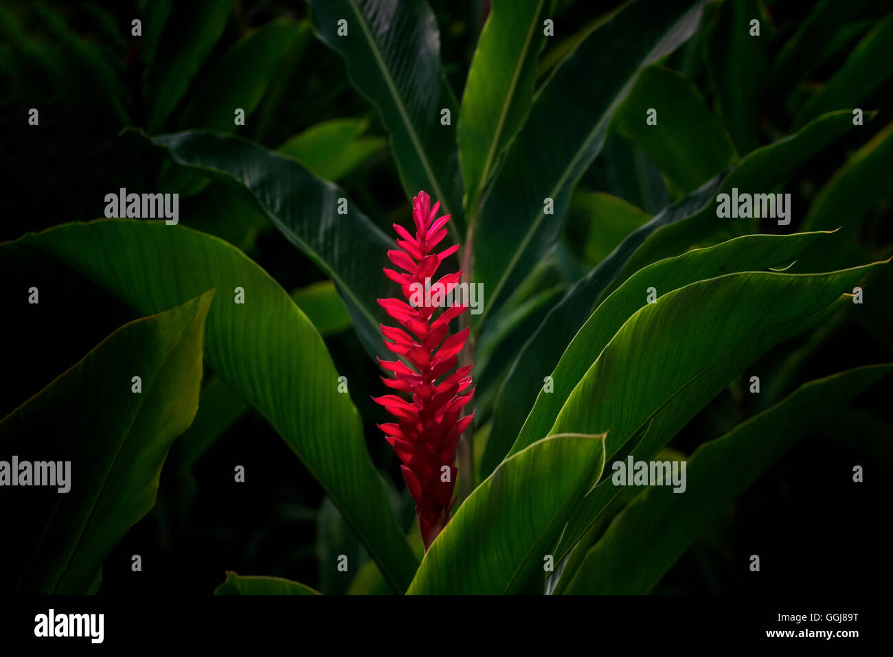 Red Ginger fiore. Kauai, Hawaii Foto Stock