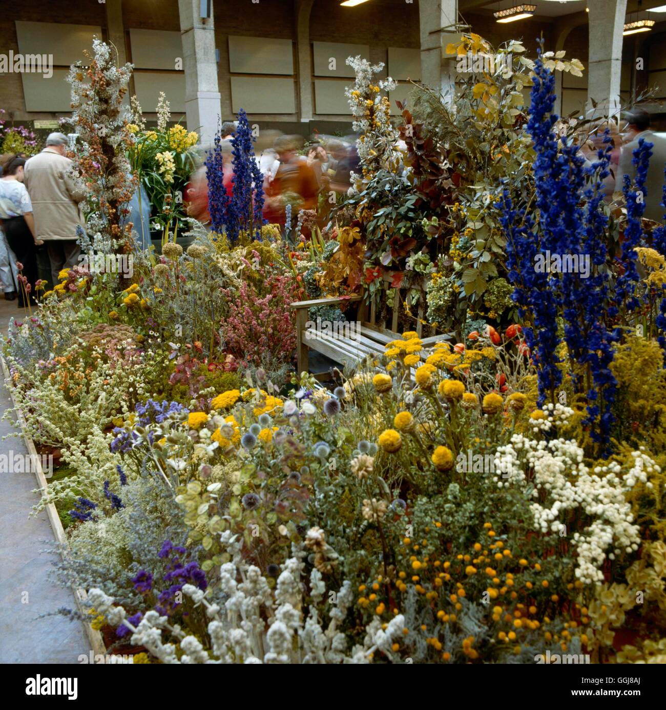 Piante essiccate - da Stourton House Gardens- ad RHS mostrano 20.02.90 DRI019774 / Foto Stock