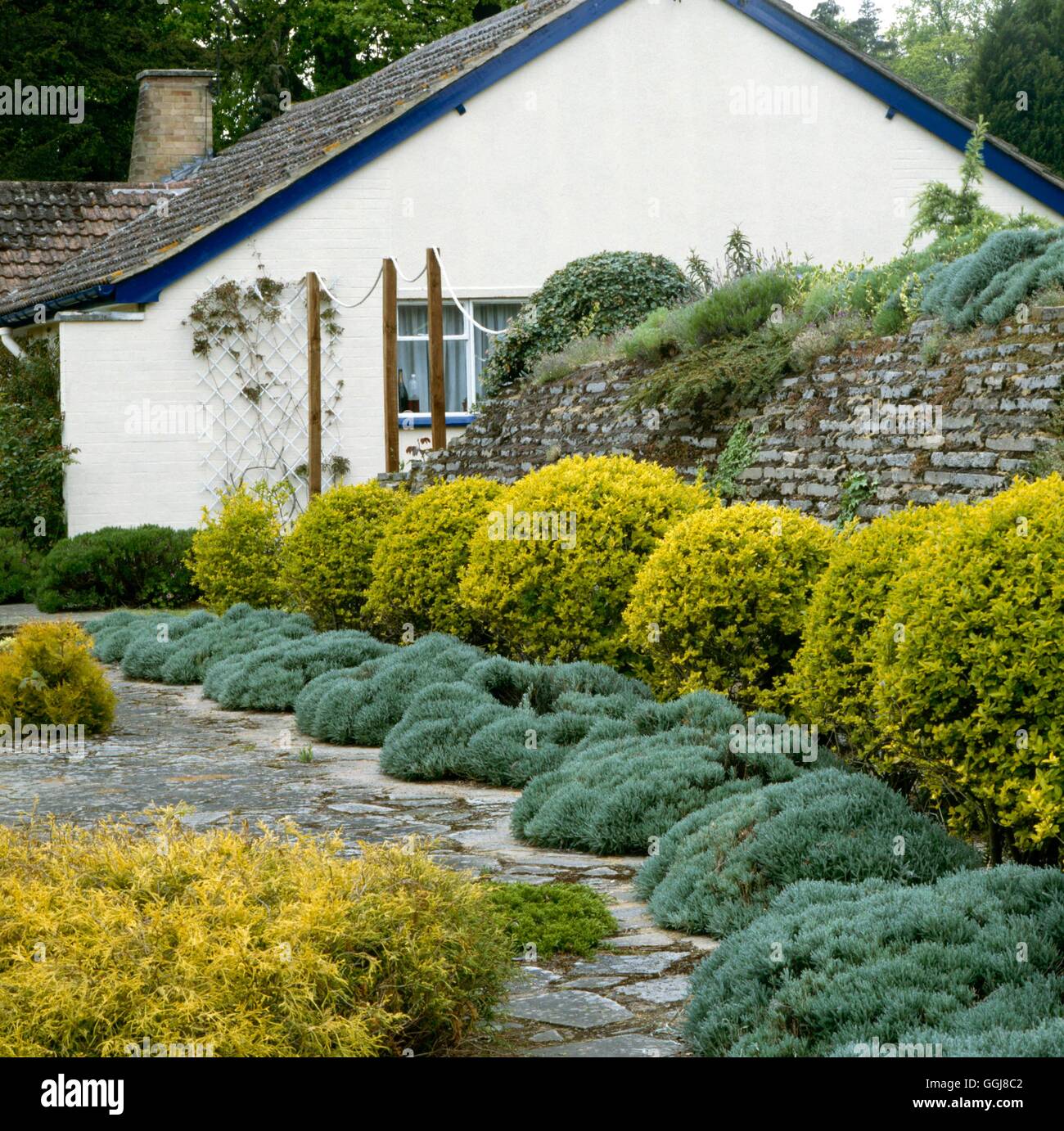 La bordatura di piante - con Santolina e Ligustrum EDG034776 Foto Stock