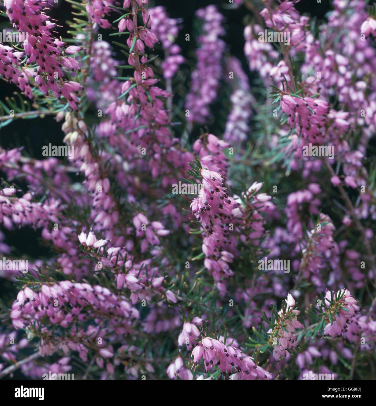 Erica x darleyensis ERC093388 Foto Stock