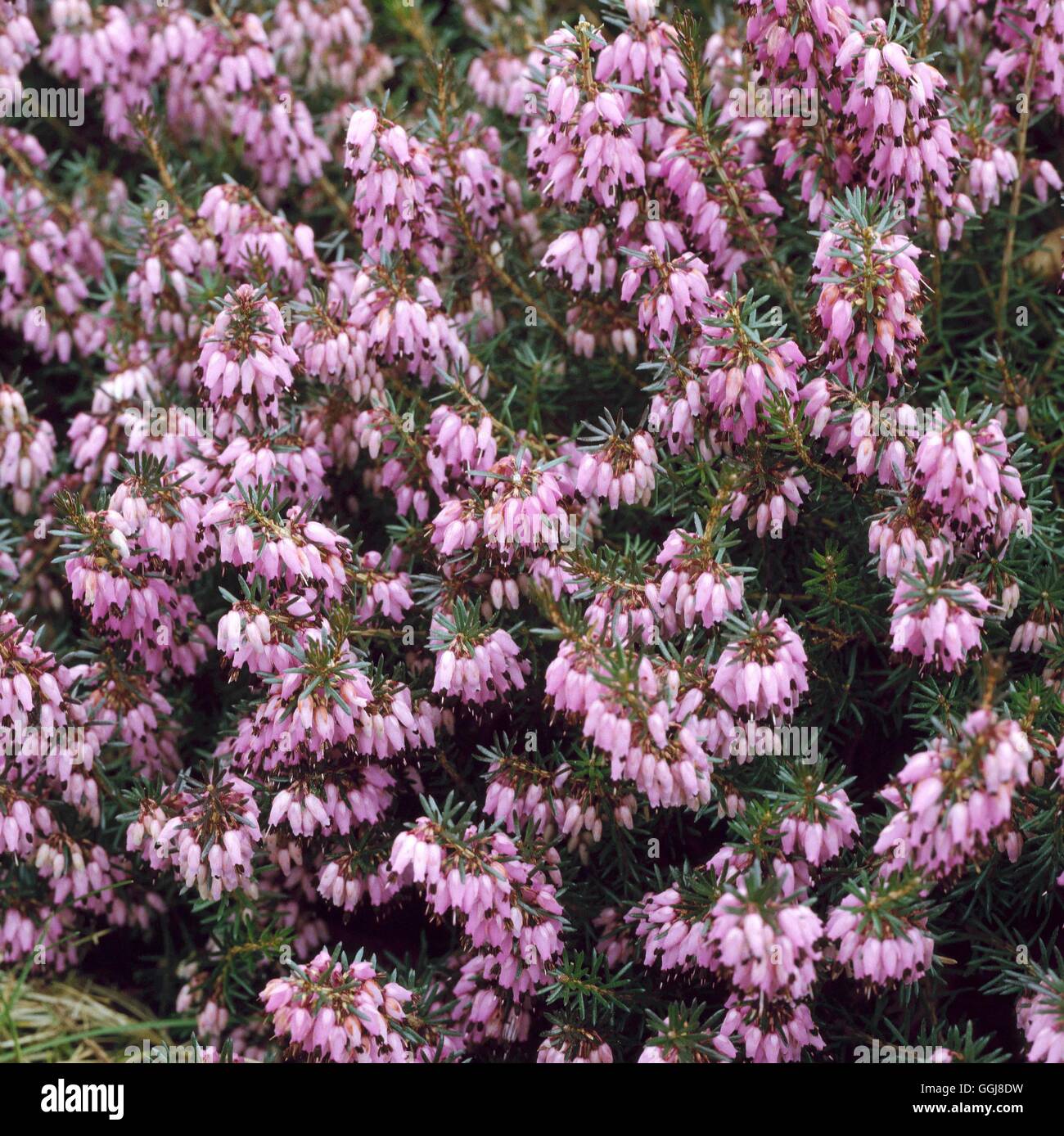 Erica carnea - "Alan Coates' ERC105580 Foto Stock